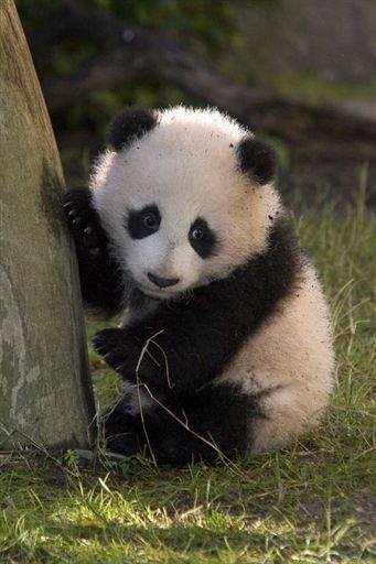 Single panda needs love!