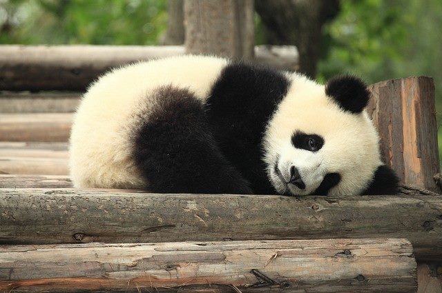Sleeping panda! Love Monday!