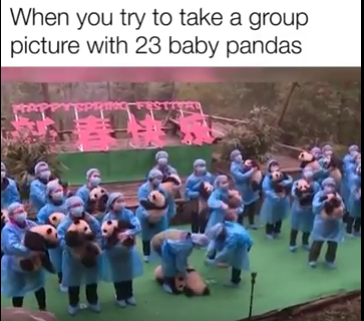 Group photo with 23 little pandas