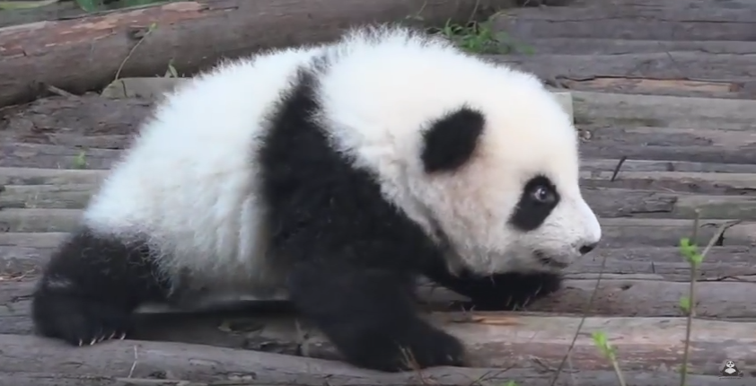 Panda baby trying to do first steps 