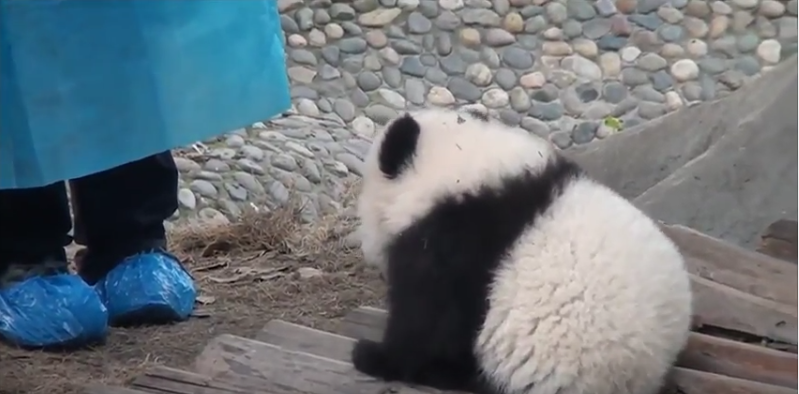 Baby Panda trying to scare a man !