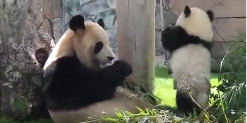 Baby panda playing with her mom! 