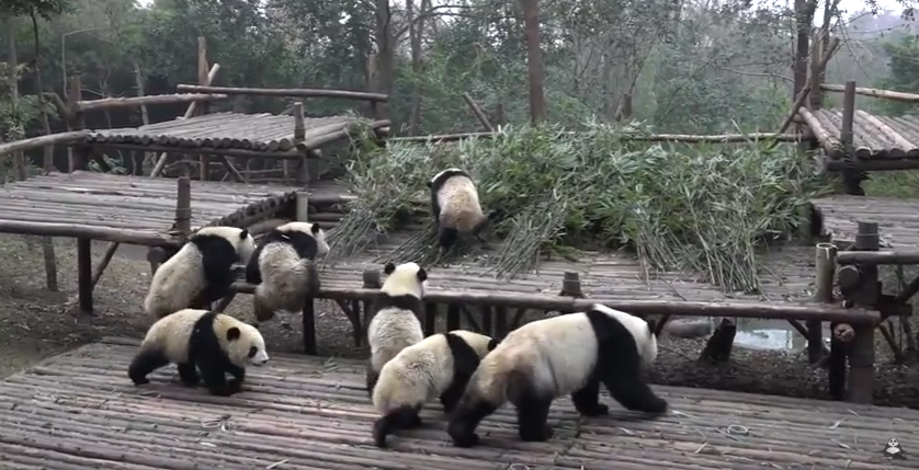 Group of pandas are going outside after a long period of time! 