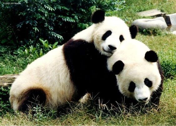 Huge Panda Hug