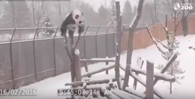 Kung Fu Panda in real life!
