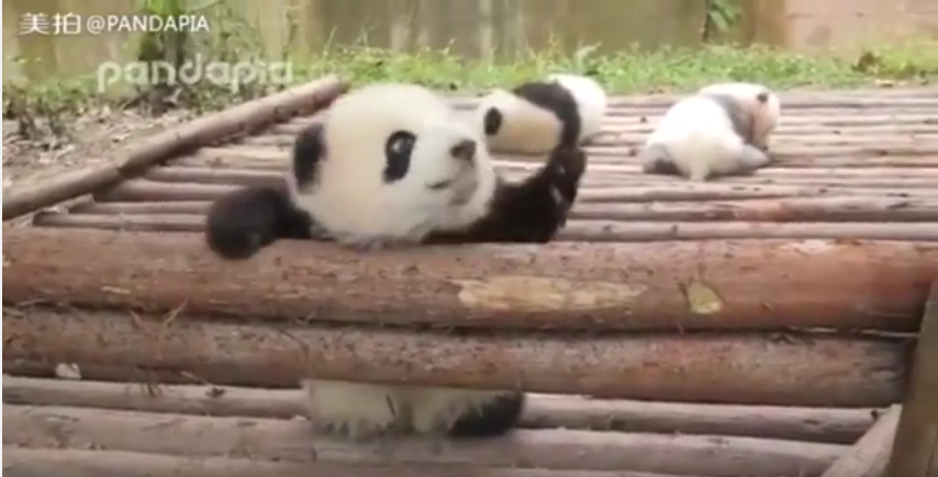 Little panda loves playing! 
