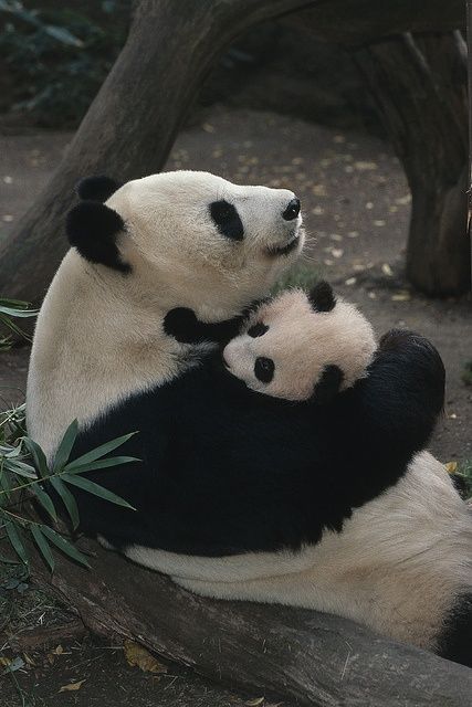 Mothers love from Pandas