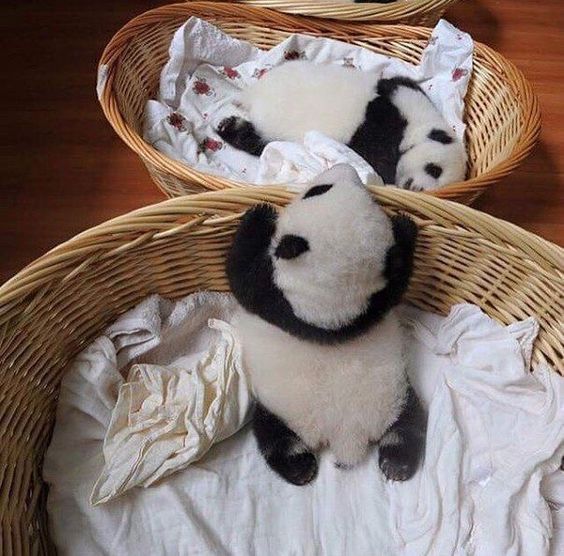 Baby panda nap time