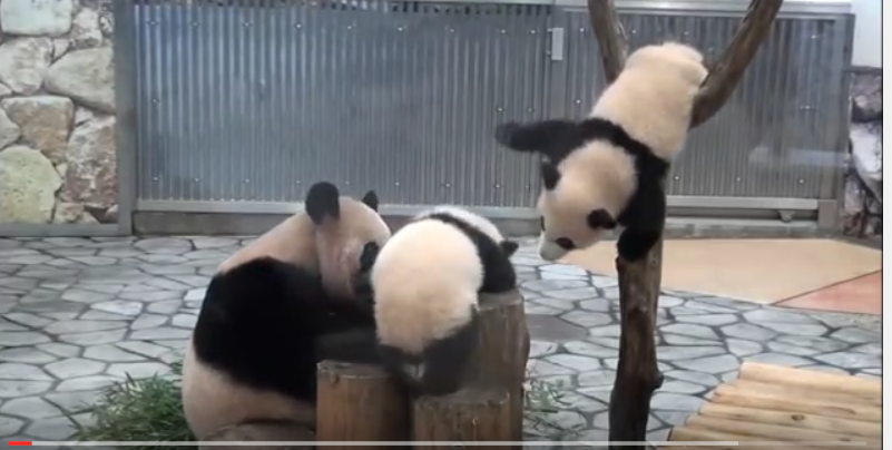 Twins Panda Babies playing and falling down !