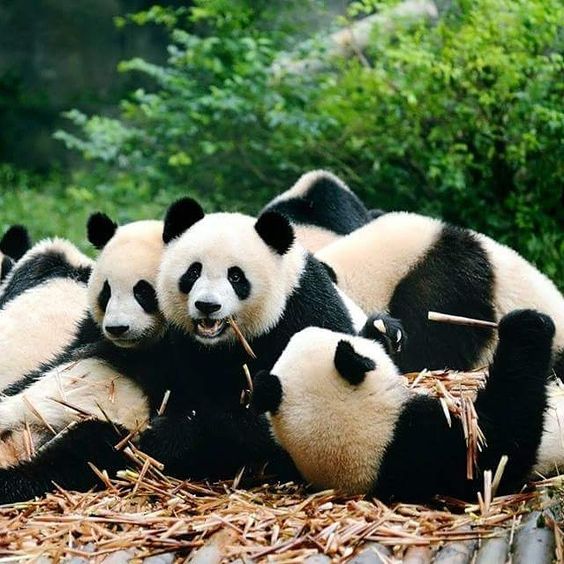 Panda Group Photo