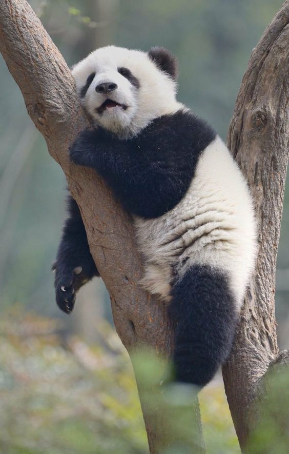 Sweet dreams for panda lovers