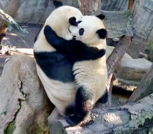 Panda Hug!