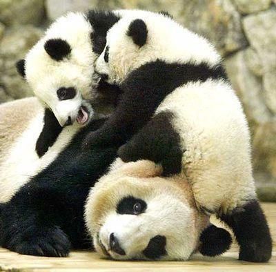 Panda kids and mom.. This looks like our life...