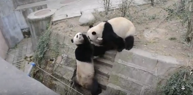 Panda fighting, real Kung Fu Panda style 