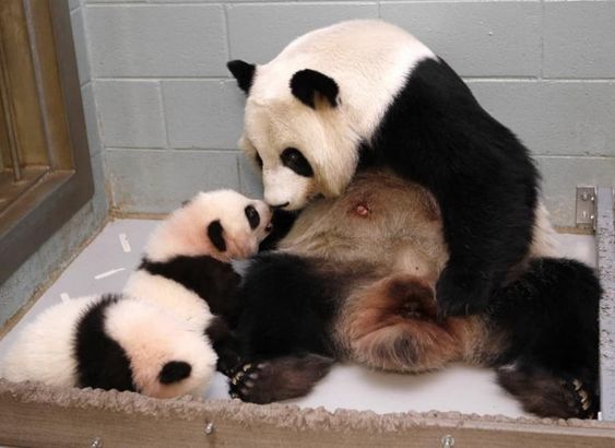 Panda Mother v.1