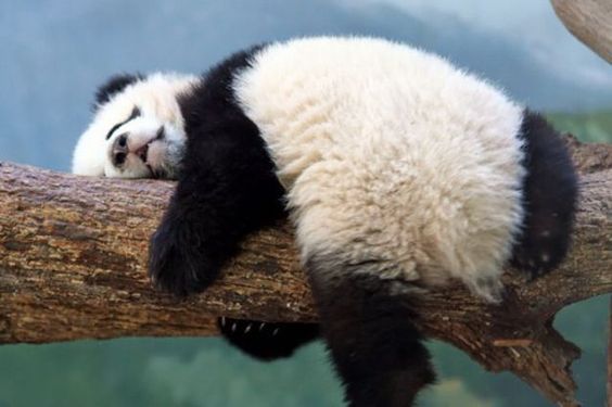 Panda needs a nap