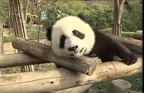 Cute Alert! Panda on the obstacle course 