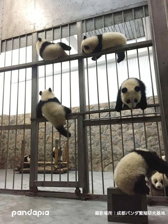 Pandas prison break!