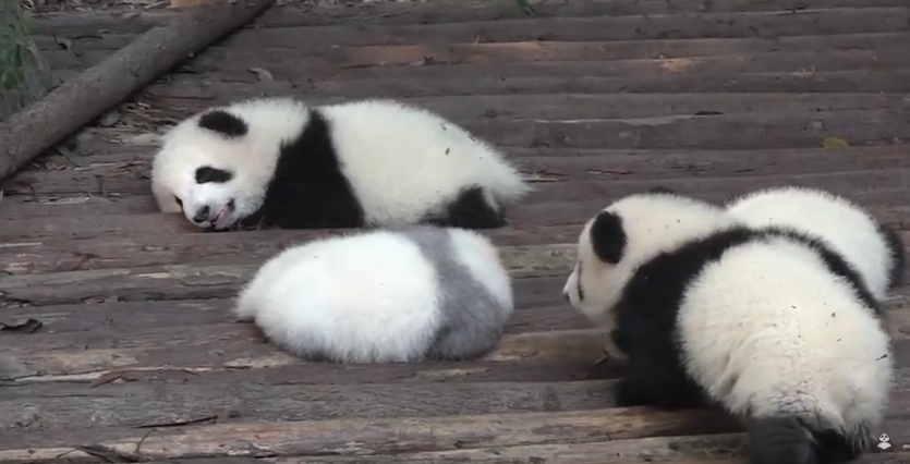 Baby Panda don't let to sleep to his brothers 