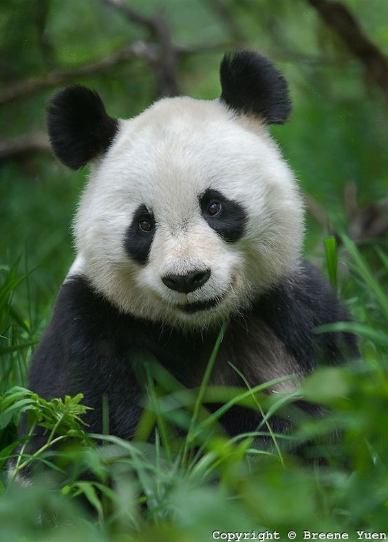 Smiling Panda!
