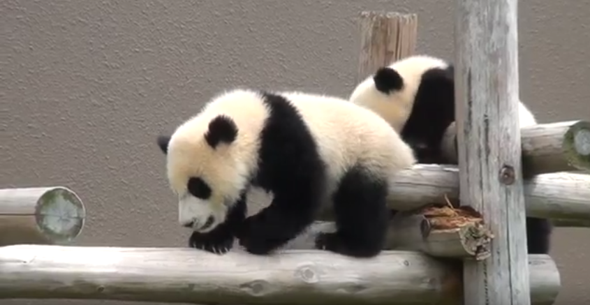 Twins Panda babies enjoying their time
