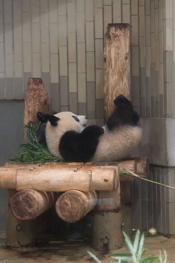 Weekend plans panda version